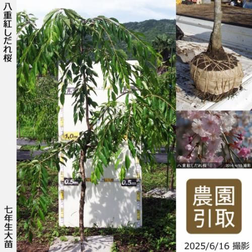 【順次引渡中】大苗◇サクラ(桜