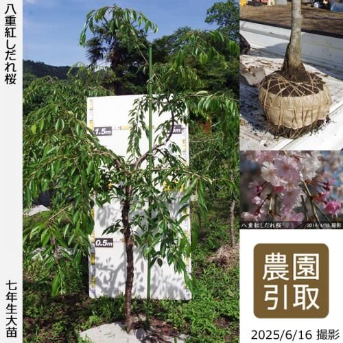 【順次引渡中】大苗◇サクラ(桜