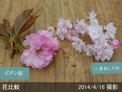 【順次引渡中】大苗◇サクラ(桜