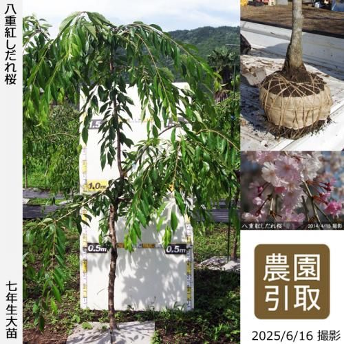 <img class='new_mark_img1' src='https://img.shop-pro.jp/img/new/icons14.gif' style='border:none;display:inline;margin:0px;padding:0px;width:auto;' />2025ǯͽʡġ() ȬŹȤ[Ϸ 2019ǯ:LL(high)]Τ