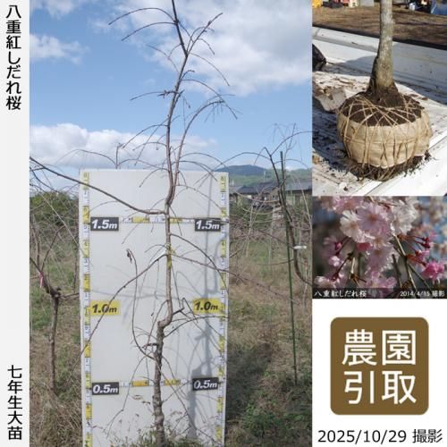 ڽ缡ġ() ȬŹȤ[Ϸ 2019ǯ:LL(high)]Τ