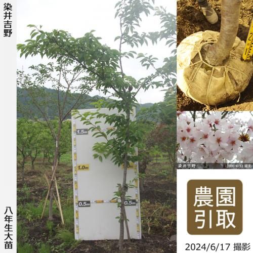 【2025年度予約商品】大苗◇