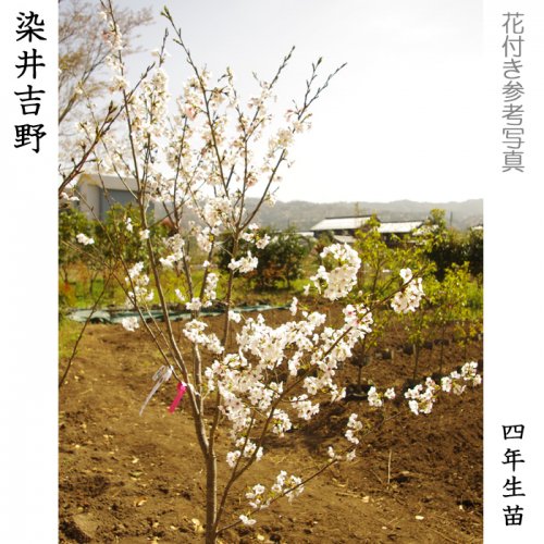 サクラ(桜)染井吉野(ソメイヨシノ)大苗 - 果樹苗・大苗・苗木販売の ...