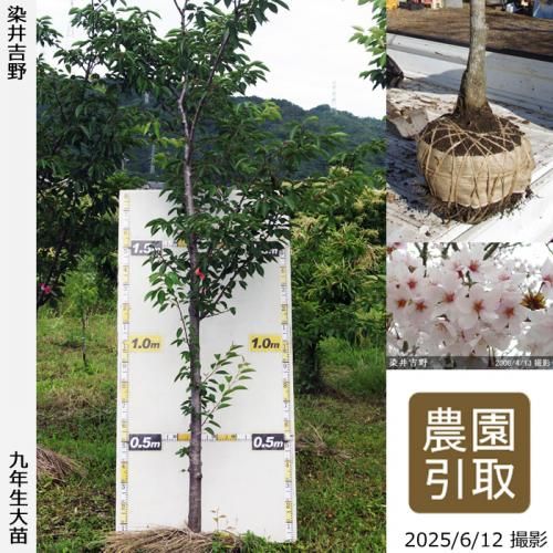 桜井 販売 HC-辰桜'24 -軽井沢彫- | Deviser ｜株式会社ディバイザー｜長野