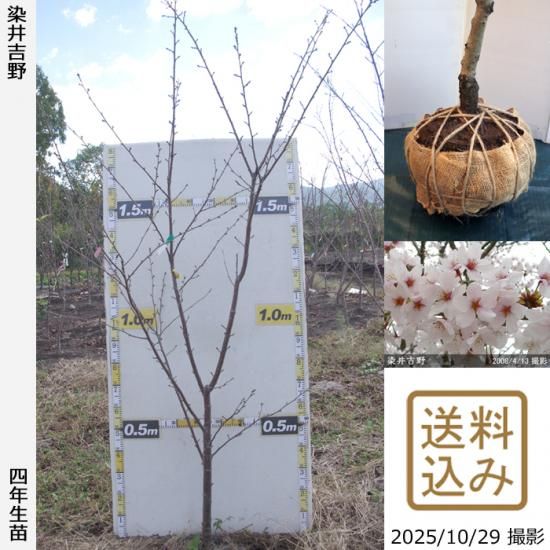 【2025年度予約商品】大苗◇