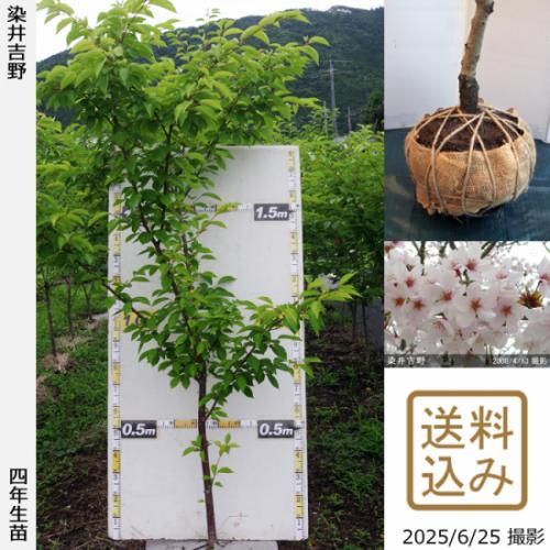 【2025年度予約商品】大苗◇