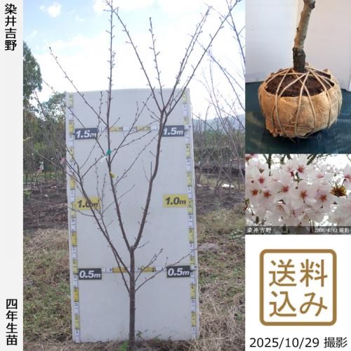 ڽ缡вġ()(ᥤ襷)[Ϸ 2022ǯ:LL]緿