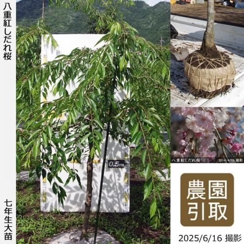 <img class='new_mark_img1' src='https://img.shop-pro.jp/img/new/icons14.gif' style='border:none;display:inline;margin:0px;padding:0px;width:auto;' />2025ǯͽʡġ() ȬŹȤ[Ϸ 2019ǯ:LL]Τ
