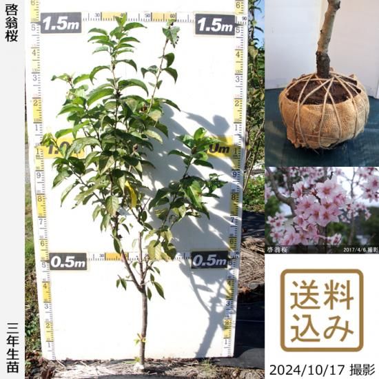 ハナウメ 花梅 寒紅梅 かんこうばい 大苗 記念樹 果樹苗 大苗 苗木販売の隅田農園 京都丹波