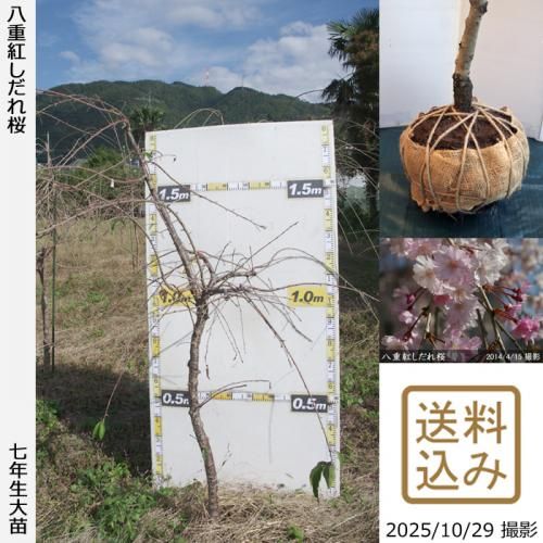 ڽ缡вġ() ȬŹȤ[Ϸ 2019ǯ:L]緿