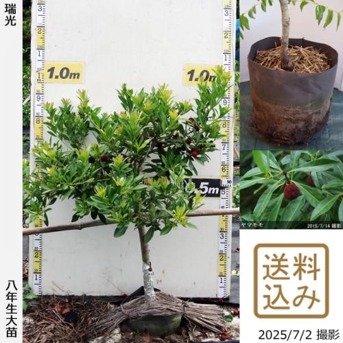 ヤマモモ(山桃)実付実績 - 果樹苗木・成木通販の 特等大苗専門店 すだ