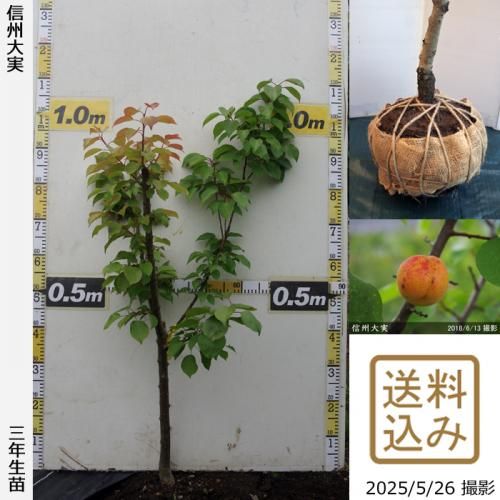 <img class='new_mark_img1' src='https://img.shop-pro.jp/img/new/icons14.gif' style='border:none;display:inline;margin:0px;padding:0px;width:auto;' />2025ǯͽʡ3ǯġ()(󤷤夦)[Ϸ2023ǯ:M]