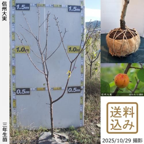 2025ǯͽʡ3ǯġ()(󤷤夦)[Ϸ2023ǯ:M]