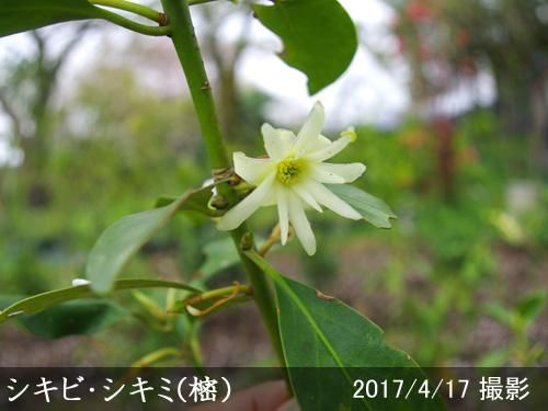 【受付出荷停止中】大苗◇常緑樹
