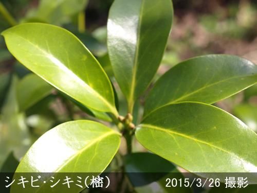 【受付出荷停止中】大苗◇常緑樹