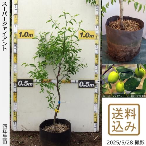 <img class='new_mark_img1' src='https://img.shop-pro.jp/img/new/icons14.gif' style='border:none;display:inline;margin:0px;padding:0px;width:auto;' />ڽ缡вġʥĥ(ܧ)ѡ㥤[ݥå 2022ǯ:S]