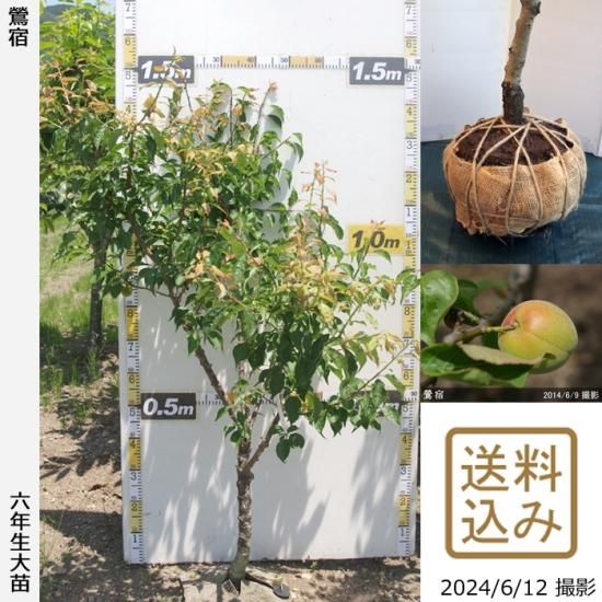 【順次出荷中】大苗◇ウメ(実梅