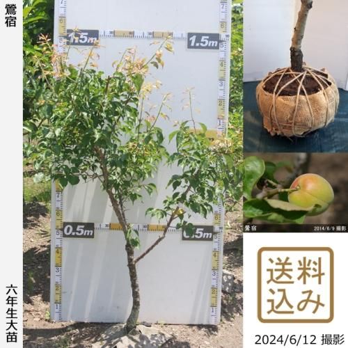 【順次出荷中】大苗◇ウメ(実梅