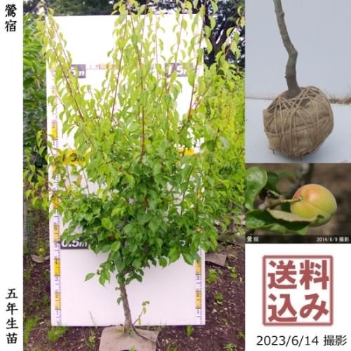 【順次出荷中】大苗◇ウメ(実梅