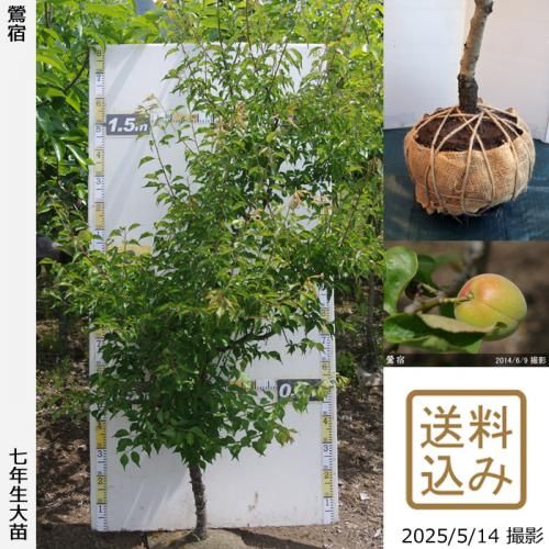 <img class='new_mark_img1' src='https://img.shop-pro.jp/img/new/icons14.gif' style='border:none;display:inline;margin:0px;padding:0px;width:auto;' />2025ǯͽʡġ()(夯)[Ϸ 2019ǯ:LL]ռӡ緿