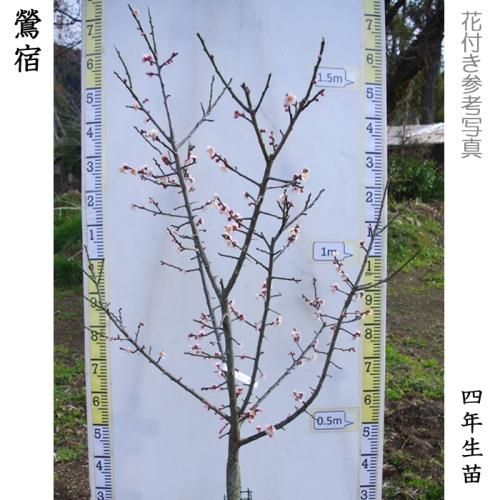 【2025年度予約商品】大苗◇