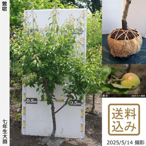 <img class='new_mark_img1' src='https://img.shop-pro.jp/img/new/icons14.gif' style='border:none;display:inline;margin:0px;padding:0px;width:auto;' />2025ǯͽʡġ()(夯)[Ϸ 2019ǯ:L]ռӡ緿