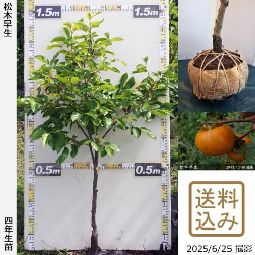 2025ǯͽʡġ(ų)(ޤĤȤ碌)[Ϸ 2022ǯ:M]