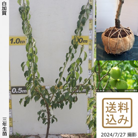 サクラ(桜) 一重紅しだれ桜(ヒトエベニシダレザクラ)地掘大苗 - 果樹苗・大苗・苗木販売の隅田農園@京都亀岡