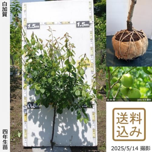 <img class='new_mark_img1' src='https://img.shop-pro.jp/img/new/icons14.gif' style='border:none;display:inline;margin:0px;padding:0px;width:auto;' />2025ǯͽʡġ() ò(餫)[Ϸ 2022ǯ:M]