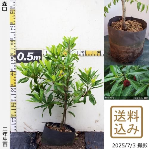 <img class='new_mark_img1' src='https://img.shop-pro.jp/img/new/icons14.gif' style='border:none;display:inline;margin:0px;padding:0px;width:auto;' />2025ǯͽʡ3ǯġޥ() (ꤰ)[ݥå 2023ǯ:S]