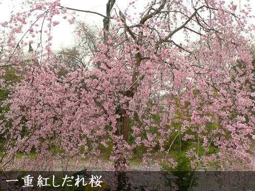 サクラ 桜 一重紅しだれ桜 ヒトエベニシダレザクラ 大苗 果樹苗 大苗 苗木販売の隅田農園 京都亀岡