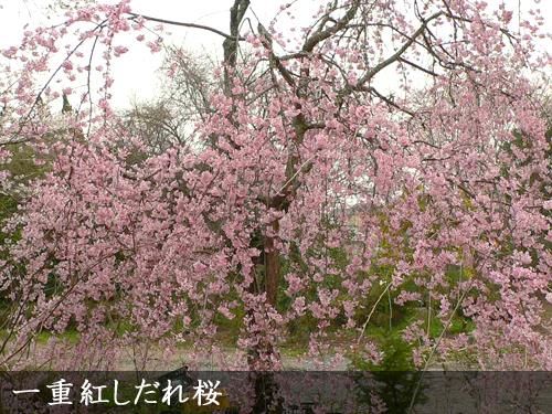 【2025年度予約商品】大苗◇