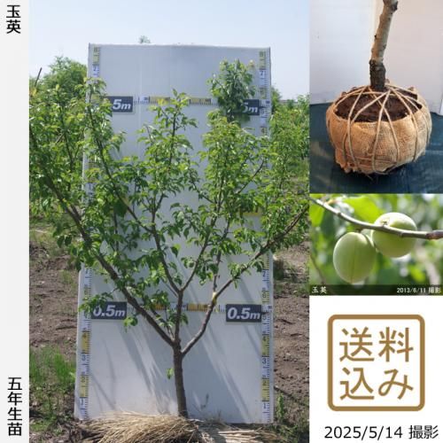 大玉アビウ　特大苗　来年開花見通し 大玉アビウ 特大苗 来年開花見通し 2024秋冬総合カタログ