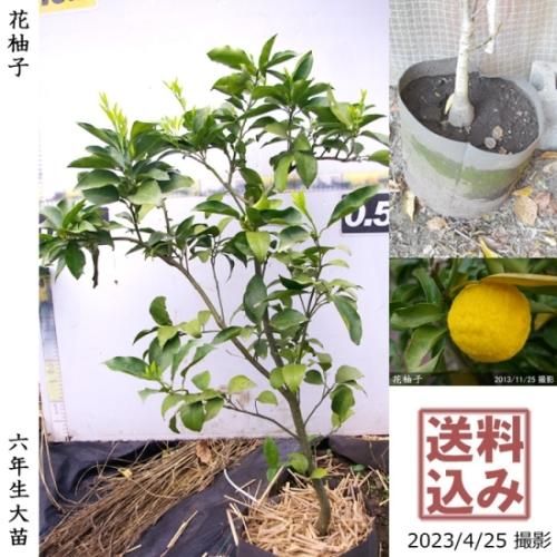 【順次出荷中】◇農薬不使用【エ