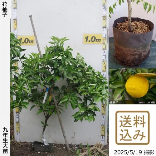 <img class='new_mark_img1' src='https://img.shop-pro.jp/img/new/icons14.gif' style='border:none;display:inline;margin:0px;padding:0px;width:auto;' />ڽ缡вۡԻѡڥॷﳲġ ͮ(ϥʥ桦֥楺)[ݥå 2017ǯ:S]ռӡ