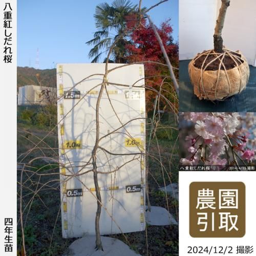 Իѡڥॷﳲۡ3ǯġ ͮ(ۤ椺)[̼ȭ 2020ǯ:M]辰ꢡ