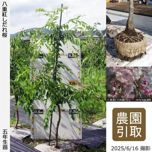 <img class='new_mark_img1' src='https://img.shop-pro.jp/img/new/icons14.gif' style='border:none;display:inline;margin:0px;padding:0px;width:auto;' />2025ǯͽʡġ() ȬŹȤ[Ϸ 2021ǯ:L(high)]Τ