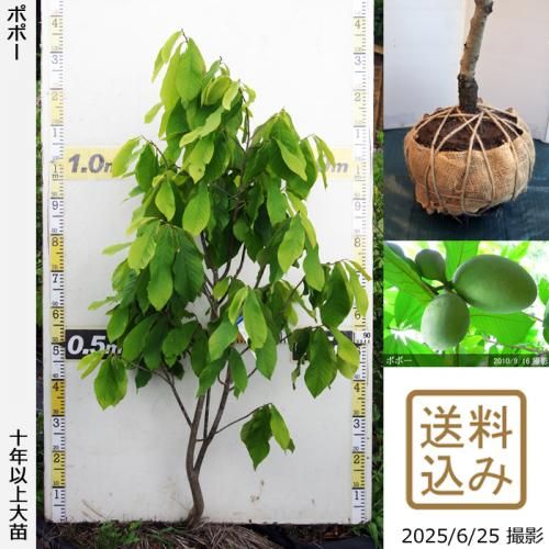 <img class='new_mark_img1' src='https://img.shop-pro.jp/img/new/icons14.gif' style='border:none;display:inline;margin:0px;padding:0px;width:auto;' />2025ǯͽʡġݥݡ[Ϸ 2016ǯ:S]