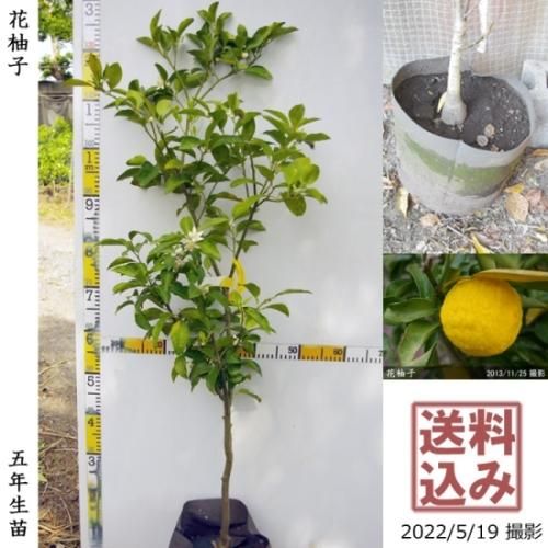 【順次出荷中】◇農薬不使用【エ