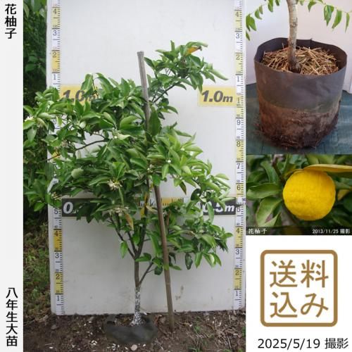 <img class='new_mark_img1' src='https://img.shop-pro.jp/img/new/icons14.gif' style='border:none;display:inline;margin:0px;padding:0px;width:auto;' />ڽ缡вۡԻѡڥॷﳲġ ͮ(ϥʥ桦֥楺)[ݥå 2018ǯ:M]ռӡ