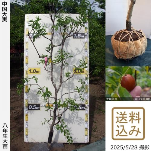 <img class='new_mark_img1' src='https://img.shop-pro.jp/img/new/icons14.gif' style='border:none;display:inline;margin:0px;padding:0px;width:auto;' />2025ǯͽʡġʥĥ(ܧ)[Ϸ 2018ǯ:3L]ռӡ緿