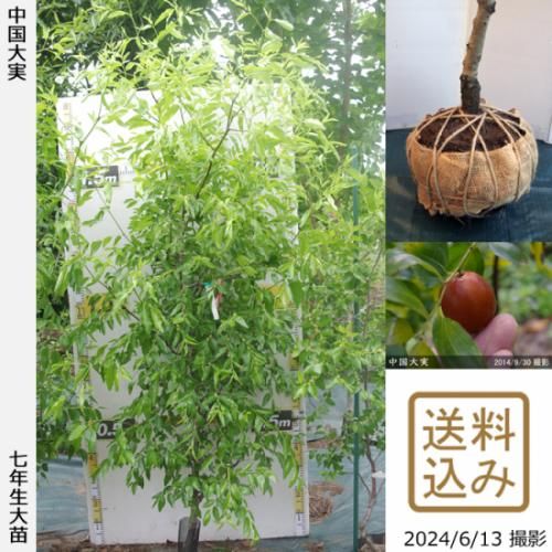【2025年度予約商品】大苗◇