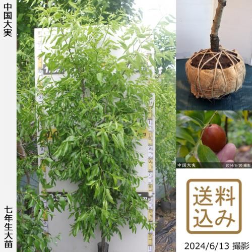 【2025年度予約商品】大苗◇