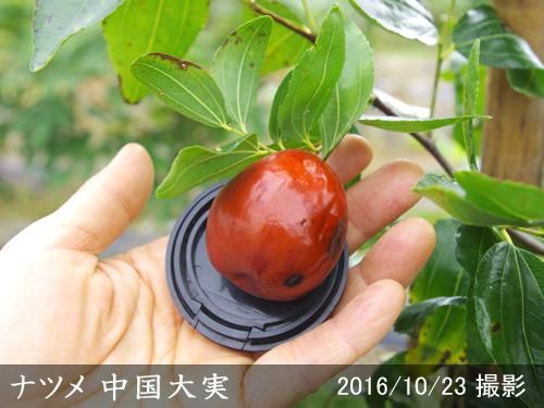 【2025年度予約商品】大苗◇