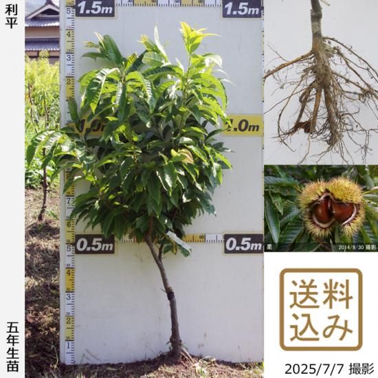 【2025年度予約商品】大苗◇