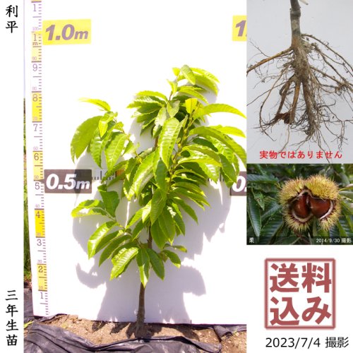 栗の苗木5本/2023年発芽/大粒の栗/幼木/植木/庭木/盆栽用/盆栽/筑波/銀