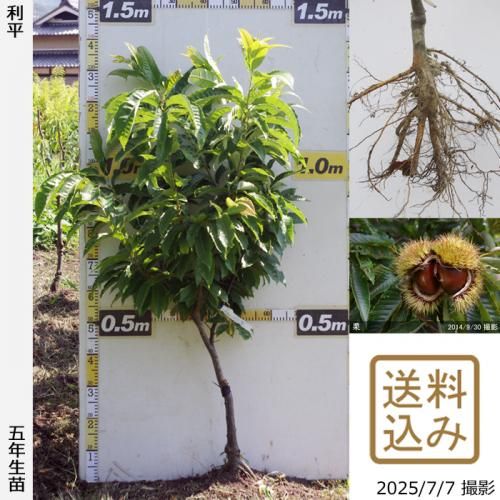 <img class='new_mark_img1' src='https://img.shop-pro.jp/img/new/icons14.gif' style='border:none;display:inline;margin:0px;padding:0px;width:auto;' />2025ǯͽʡġ( ) ʿ(ؤ)[դ뤤 2021ǯ:S]