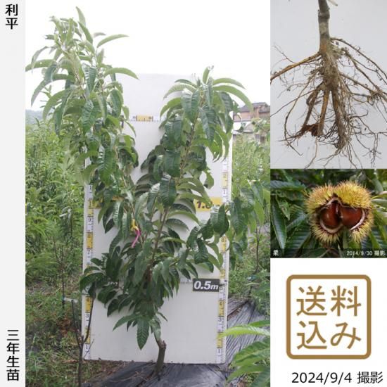 【順次出荷中】3年生苗◇クリ(