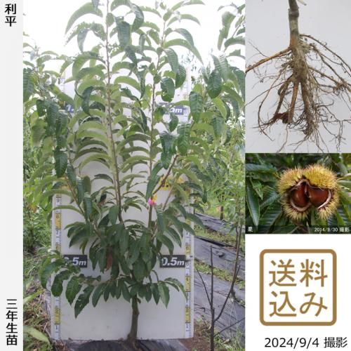 【順次出荷中】3年生苗◇クリ(