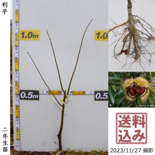【順次出荷中】3年生苗◇クリ(